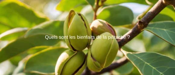 You are currently viewing Les pistaches : petits fruits, grands bienfaits