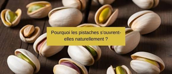 Lire la suite à propos de l’article Pourquoi les pistaches s’ouvrent-elles naturellement ?