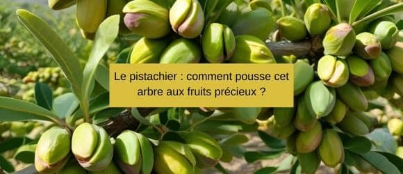 Lire la suite à propos de l’article Le pistachier : comment pousse cet arbre aux fruits précieux ?